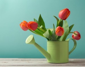 Spring tulip flower bouquet in watering can with copy space. Gardening concept